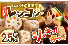 【先行予約】【2025年1月上旬より順次発送】 泥付きれんこん 約2.5kg 愛媛県大洲市/沢井青果有限会社 [AGBN021] 野菜 蓮根 レンコン 泥付きれんこん れんこん 野菜 やさい