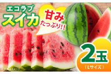 【6月上旬より順次発送】エコラブスイカ（Lサイズ）2玉 愛媛県大洲市/沢井青果有限会社[AGBN010] スイカ すいか 西瓜 くだもの 果物 フルーツ 野菜 やさい 新鮮 愛媛県産 大洲市産 産地直送 おすすめ 人気 お取り寄せ 送料無料 贈答 ギフト