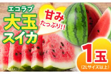 エコラブスイカ（2Lサイズ以上）1玉 愛媛県大洲市/沢井青果有限会社 [AGBN009]すいか スイカ 西瓜 果物 フルーツ
