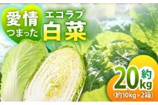 【先行予約】【11月中旬より順次発送】 エコラブ白菜 約20kg（約10kg×2箱）白菜 白菜漬け はくさい ハクサイ キムチ 野菜 やさい 愛媛県大洲市/沢井青果有限会社 [AGBN040]