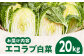 エコラブ白菜 約20kg（約10kg×2箱）