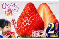 【先行予約】【2025年1月初旬より順次発送】 大粒 いちご 紅ほっぺ約 2kg（8パック）愛媛県大洲市/沢井青果有限会社 [AGBN027] 果物 フルーツ 苺 いちご 大粒 紅ほっぺ いちご 先行予約 イチゴ いちご煮 