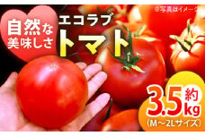 【先行予約】【5月上旬から順次発送】エコラブトマトM〜2Lサイズ（20〜24玉）約3.5kg 愛媛県大洲市/沢井青果有限会社 [AGBN012]野菜 サラダ トマト とまと 完熟とまと