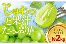 【先行予約】【9月上旬より順次発送】ご家庭用シャインマスカット 約2kg（3～5房） 果物 フルーツ ブドウ ぶどう シャインマスカット しゃいんますかっと 2kg 愛媛県大洲市/沢井青果有限会社 [AGBN006] 