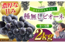 【先行予約】【9月上旬より順次発送】種無しピオーネ 2kg（3～5房） 葡萄 ぶどう ブドウ ピオーネ 果物 種なしピオーネ ピオーネ種無し 愛媛県大洲市/沢井青果有限会社 [AGBN014]