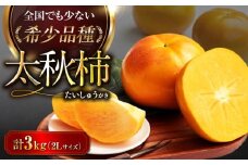 【先行予約】【10月上旬から順次発送】太秋柿 約3kg 化粧箱入（2Lサイズ 12玉入り）期間限定 数量限定 フルーツ 柿 かき カキ 果物 太秋柿 愛媛県大洲市/愛媛たいき農業協同組合[AGAO004]