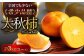 柿の概念を超えたサクサク食感！太秋柿 2Lサイズ 約3kg化粧箱入（12玉入り）かき カキ 柿 果物 フルーツ