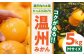 愛媛ミカン 温州みかん みかん オレンジ フルーツ ミカン 果物 みかんジュース 愛媛みかん デザート 人気