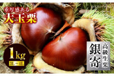 【先行予約】【9月中旬から順次発送】高級生栗「銀寄」 1kg （3L・4Lサイズ） くり 栗 4l 国産 生栗 果物 フルーツ 栗きんとん 愛媛県大洲市/あじさい農園 [AGAE010] 
