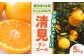 みかん 清見 みかん オレンジ フルーツ ミカン 果物 かき氷 みかんジュース 愛媛みかん こたつ スムージー デザート おやつ