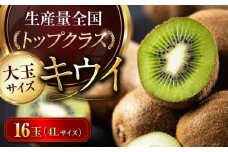 【先行予約】【2025年2月上旬から順次発送】 キウイフルーツ 赤秀4L大玉サイズ （16玉入り） キウイフルーツ 大玉 キウイ 4l フルーツ 果物 くだもの きうい キウィ 愛媛県大洲市/愛媛たいき農業協同組合[AGAO002] 