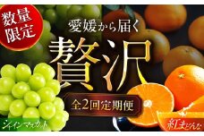 【全2回定期便】【数量限定】シャインマスカット＆紅まどんな 愛媛が誇るフルーツ2種の贅沢定期便 愛媛県大洲市/愛媛たいき農業協同組合[AGAO015] マスカット ぶどう まどんな みかん 紅まどんな 紅マドンナ シャインマスカット 果物 愛媛みかん