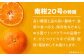 温州みかん 南柑20号 約4㎏