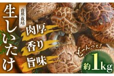【先行予約】【11月から順次発送】 自然栽培しいたけ！ひじかわの原木生椎茸 約1kg 愛媛県大洲市/中野はじめ商店 [AGBO001] しいたけ 原木生椎茸 新鮮野菜 きのこ 野菜 しいたけ