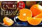 まるでゼリーのようなとろけるみかん！紅まどんな M〜L玉サイズ 約5kg　家庭用箱入（24玉～30玉）