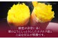 愛媛県大洲市産さつまいも（金時）5kg