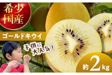 【先行予約】【10月下旬から順次発送】 黄色に輝くゴールドキウイ2kg（20玉前後）栄養価抜群！ 愛媛県大洲市/工房きこり [AGCV003] 果物 くだもの フルーツ キウイ キウイフルーツ キウイ ゴールド ゴールデンキウイ