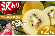 【先行予約】【10月下旬から順次発送】【訳あり】 黄色に輝くゴールドキウイ2kg（20玉前後）栄養価抜群！ 愛媛県大洲市/工房きこり[AGCV004] 果物 くだもの フルーツ キウイ キウイフルーツ キウイ ゴールド ゴールデンキウイ