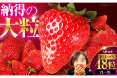 いちご 紅ほっぺ 48粒 （24粒×2箱）【先行予約】【2025年1月上旬〜から順次発送】 愛媛県大洲市/有限会社西山青果 フルーツ 果物 くだもの 紅ほっぺ 苺 いちご イチゴ 大容量 [AGAR002]