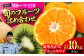 みかん ミカン キウイ 温州みかん キウイフルーツ グリーンキウイ フルーツ ギフト ギフト 果物 詰め合わせ 贈答用 贈り物