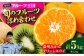 みかん ミカン キウイ 温州みかん グリーンキウイ フルーツ ギフト フルーツ セット 果物 詰め合わせ 贈答用 ギフト 贈り物