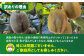 【訳あり】 グリーンキウイ 2kg （約15玉から20玉） 栄養たっぷり！