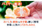 みかん ミカン 温州みかん 贈答 愛媛  みかん 3kg みかん 早生  フルーツ 果物  蜜柑 柑橘 愛媛みかん ギフト