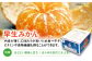 みかん ミカン 温州みかん みかん 贈答 10kg みかん 早生 スイーツ フルーツ 果物 蜜柑 柑橘 愛媛みかん ギフト