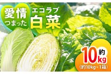 エコラブ白菜 約10kg（1箱）　愛媛県大洲市/沢井青果有限会社　白菜 野菜 生野菜 鍋もの野菜 サラダ野菜 [AGBN049]