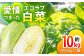 白菜 鍋 おうちごはん 野菜 スープ 夕飯 漬物 簡単レシピ キムチ 冬野菜 味噌汁 夕食 料理 はくさい 白菜漬け おかず