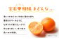 「まどんな」100%ストレートジュース（720ml×6本）　愛媛県大洲市/峯田農園 マドンナ みかんジュース 柑橘 果物 ギフト