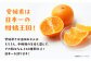 「まどんな」100%ストレートジュース（720ml×12本）　大洲市/峯田農園 マドンナ みかんジュース 柑橘 果物 ギフト