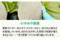 メロン めろん タカミ 小玉 こだま 貴味 青肉 果物 くだもの 旬 2025 フルーツ 高級 デザート 2玉 3玉 先行予約