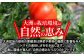 トマト とまと 大玉トマト 桃太郎 桃太郎ネクスト 野菜 やさい 春夏野菜 パスタ トマトジュース ジャム ハウス栽培 リコピン
