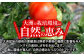 トマト とまと 大玉トマト 桃太郎 桃太郎ネクスト 野菜 やさい 春夏野菜 パスタ トマトジュース ジャム ハウス栽培 リコピン
