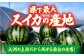 すいか スイカ 西瓜 くだもの フルーツ 果物 祭りばやし 祭り 夏 水分補給 熱中症対策 梅雨前出荷 贈答 ギフト
