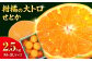 せとか セトカ 果物 くだもの フルーツ 柑橘 せとか 2.5kg みかん 愛媛みかん みかん ミカン 春くだもの  