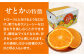 せとか セトカ 果物 くだもの フルーツ 柑橘 せとか 2.5kg みかん 愛媛みかん みかん ミカン 春くだもの  