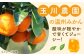 みかん ミカン  みかんジュース 100％ ミカンジュース 果物 フルーツ 100％ みかんジュース 果汁100% 