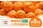 みかん 家庭用 みかん 訳あり みかん 5kg みかん 訳あり 5kg オレンジ フルーツ ミカン 果物   愛媛みかん