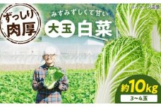 【先行予約】　【11月下旬から順次発送】 白菜 3Lサイズ×3～4玉（約10kg）愛媛県大洲市/ふじた農園 [AGDH008] 白菜 はくさい ハクサイ 野菜 やさい 新鮮 新鮮野菜 愛媛県産 大洲市産 産地直送 おすすめ 人気 お取り寄せ 送料無料 贈答 ギフト