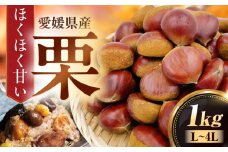 【先行予約】【9月下旬から順次発送】栗1kg（L～4Lサイズ）　愛媛県大洲市/株式会社フジ・アグリフーズ　栗 くり 果物 秋果物 フルーツ [AGBA020]栗 テリーヌ 甘露煮 栗ごはん 栗の渋皮煮 秋の味覚 くり 和菓子 栗ご飯 栗きんとん スイーツ クリ モンブラン マロン