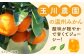 みかんジュース 訳あり ミカンジュース オレンジジュース 果汁100% みかんジュース ストレート みかん 訳あり