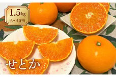 みかん 愛媛 せとか（1.5kg） 人気 数量限定 先行予約 柑橘 伊予市｜B30