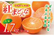 【先行予約】【数量限定】紅まどんな 1.7kg（5～10個）愛果28号 愛媛果試第28号 みかん 柑橘 人気 愛媛 伊予市＜2025年11月下旬から順次発送＞｜B36