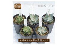 多肉植物 インテリア アガベ 人気品種おまかせ5ポットセット 3.5号黒鉢 四国ガーデン 人気 観葉植物 グリーン リラックス 初心者でも育てやすい 伊予市｜C01