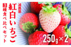 いちご 紅白いちご３種食べ比べセット 農園直送 （赤いちご２品種＋白いちご） くぼなか農園 数量限定 愛媛 人気 伊予市｜B20