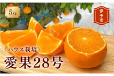 みかん 愛媛 愛果28号（ハウス栽培）５kg 家庭用 サイズミックス 人気 数量限定 柑橘 伊予市｜B40