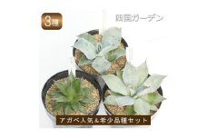 多肉植物 インテリア アガベ 人気品種おまかせ3ポットセット 5号黒鉢 四国ガーデン 人気 観葉植物 グリーン リラックス 初心者でも育てやすい 伊予市｜C22
