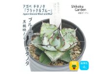 多肉植物 インテリア アガベ チタノタ「ブラック＆ブルー」3.5号黒鉢 四国ガーデン 人気 観葉植物 グリーン リラックス 初心者でも育てやすい 伊予市｜C23